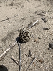 Morchellaceae