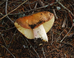 Russula xerampelina image