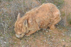 Lasiorhinus latifrons