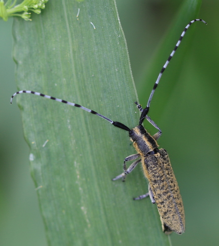 Golden-bloomed Longhorn Beetle