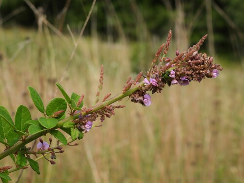 Image of Desmodium ciliare by (c) geosesarma, some rights reserved (CC BY)