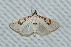 Palpita illibalis