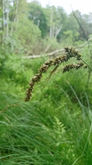 Carex paniculata