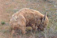 Lasiorhinus latifrons