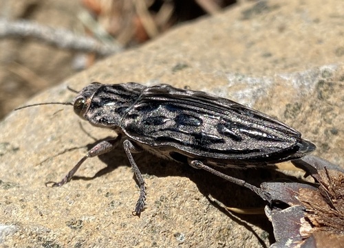 iNaturalist observation photo of Western Sculptured Pine Borer