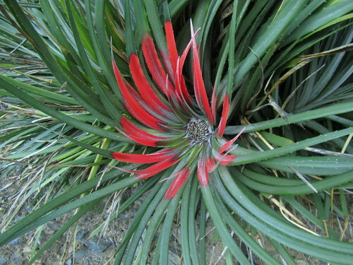 Image of Fascicularia bicolor by (c) Bruno Avilez, some rights reserved (CC BY)