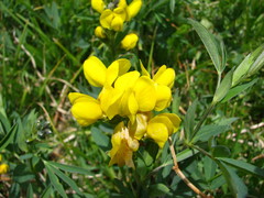 Thermopsis