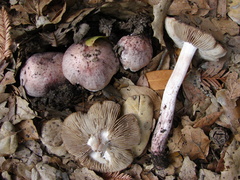 Inocybe adaequata image