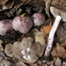 Inocybe adaequata - Photo 由 Christian Schwarz 所上傳的 (c) Christian Schwarz，保留部份權利CC BY-NC