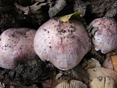 Inocybe adaequata image