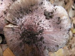 Inocybe adaequata image