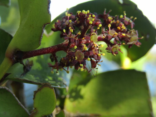 Griselinia scandens (Griselinia scandens)