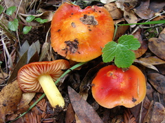 Hygrocybe aurantiosplendens image