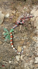 Lampropeltis micropholis