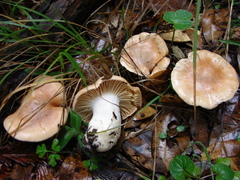 Cuphophyllus pratensis image