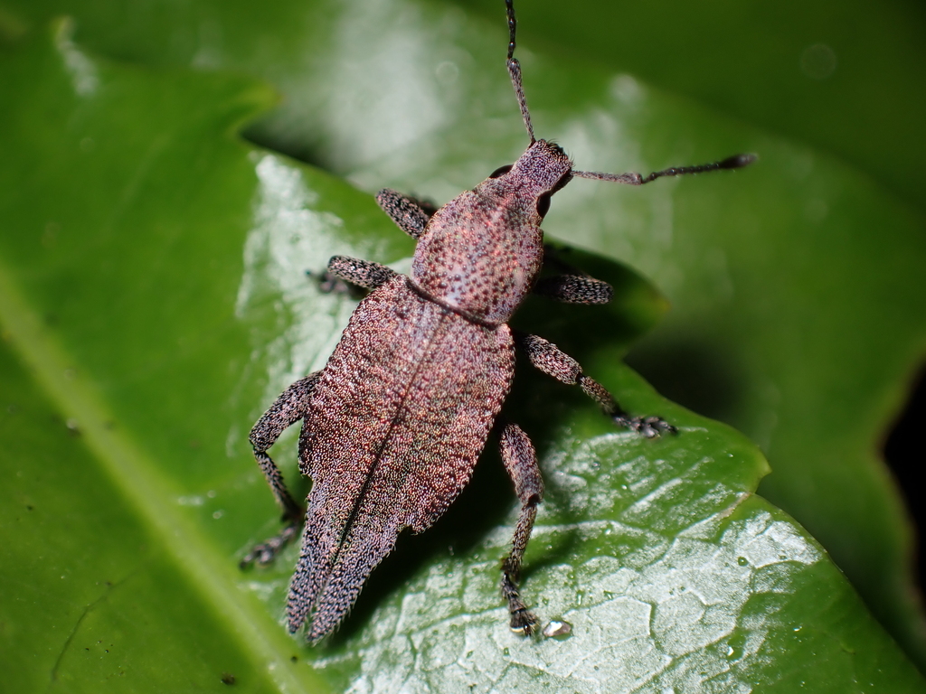 Elytrurus caudatus