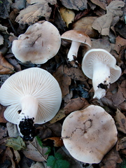 Hygrophorus roseobrunneus image