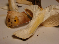 Hygrophorus roseobrunneus image