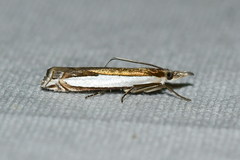 Crambus quinquareatus
