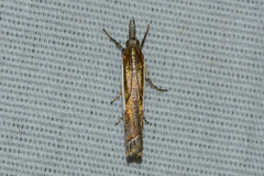 Crambus quinquareatus