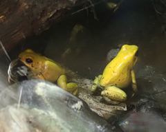 Phyllobates terribilis