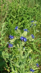 Anchusa officinalis
