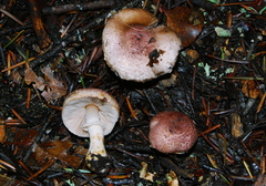 Agaricus micromegethus image