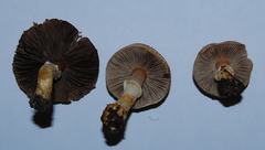 Agaricus micromegethus image