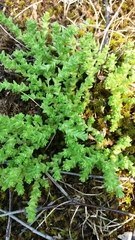 Sedum acre