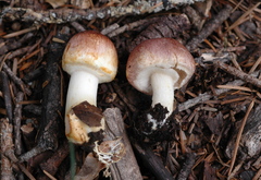 Agaricus micromegethus image