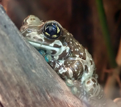 Trachycephalus resinifictrix