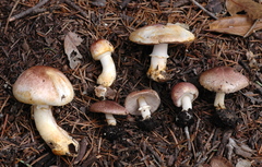 Agaricus micromegethus image