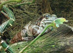 Trachycephalus resinifictrix