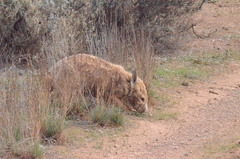 Lasiorhinus latifrons