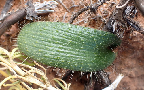 Image of Lachenalia comptonii by (c) Nicola van Berkel, some rights reserved (CC BY-SA)