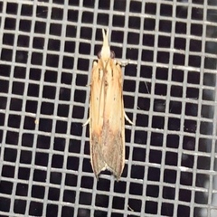 Ancylostomia stercorea