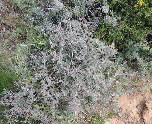 Image of Atriplex vestita by (c) Nicola van Berkel, some rights reserved (CC BY-SA)