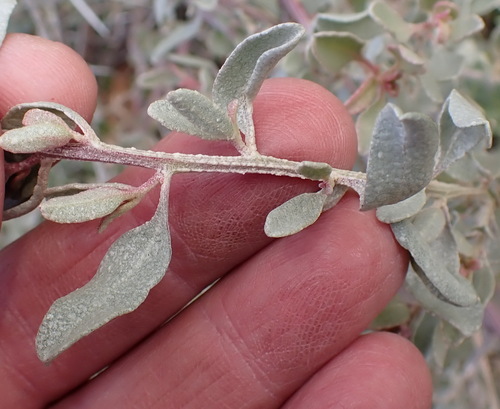 Image of Atriplex vestita by (c) Nicola van Berkel, some rights reserved (CC BY-SA)