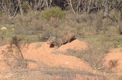 Lasiorhinus latifrons