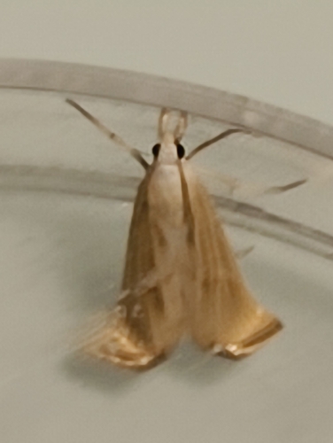 Crambus delicat