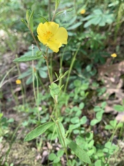 Crocanthemum canadense