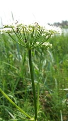 Aegopodium podagraria