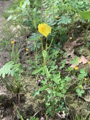 Crocanthemum canadense