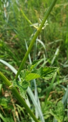 Aegopodium podagraria