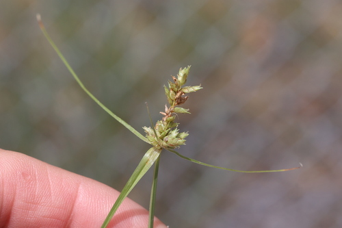 Image of Cyperus fendlerianus by no rights reserved
