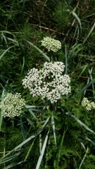 Aegopodium podagraria