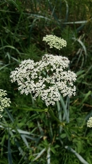 Aegopodium podagraria