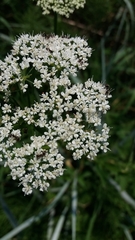 Aegopodium podagraria