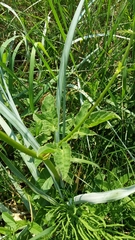 Aegopodium podagraria