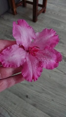 Rhododendron ponticum